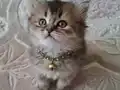 Yeni doğan bebeklerimiz 