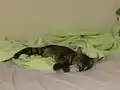 Sevgi pıtırcığı,oyuncu,sevimli tekir