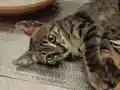Sevgi pıtırcığı,oyuncu,sevimli tekir