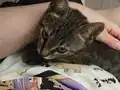 Sevgi pıtırcığı,oyuncu,sevimli tekir