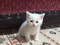 Bembeyaz british longhair yavru