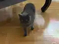 Şile Güzel kedi