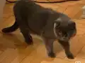 Şile Güzel kedi