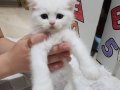 Sağlıklı british longhair yavrularimiz