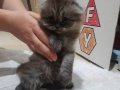 Sağlıklı british longhair yavrularimiz