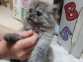 Sağlıklı british longhair yavrularimiz