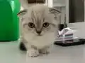 KEDİ SAHİPLENDİRME