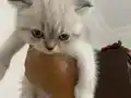 KEDİ SAHİPLENDİRME