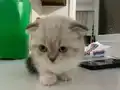 KEDİ SAHİPLENDİRME