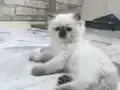 British Longhair  3 aylık yavru kedi