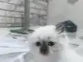 British Longhair 3 aylık yavru kedi