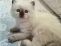 British Longhair 3 aylık yavru kedi