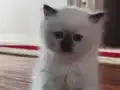 British Longhair 3 aylık yavru kedi