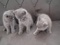 British shorthair yavrular