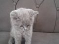 British shorthair yavrular