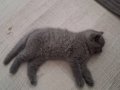 British shorthair yavrular