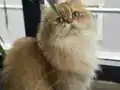Harika eğlenceli sağlıklı 
