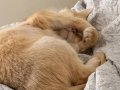 Kisir Disi Acil British Shorthair Yuvasini ariyor