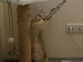 Kisir Disi Acil British Shorthair Yuvasini ariyor