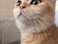 Kisir Disi Acil British Shorthair Yuvasini ariyor