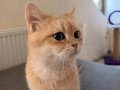 Kisir Disi Acil British Shorthair Yuvasini ariyor