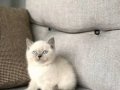 British shorthair 3 aylık dişi 