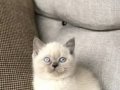 British shorthair 3 aylık dişi 