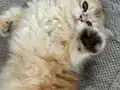 Sevecen yavru dişi kedi