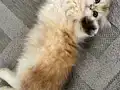 Sevecen yavru dişi kedi