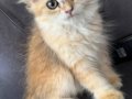 Sevecen yavru dişi kedi