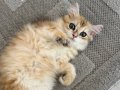 Sevecen yavru dişi kedi