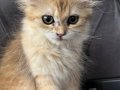 Sevecen yavru dişi kedi