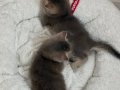 Yeni Yuvalarına son günlerin 