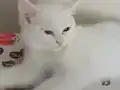 2 Aylık 