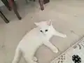 2 Aylık 