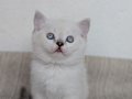 kedimiz lokum'un 4 british shorthair yavrusu 