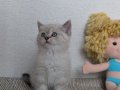 kedimiz lokum'un 4 british shorthair yavrusu 