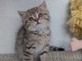 kedimiz lokum'un 4 british shorthair yavrusu 