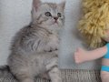 kedimiz lokum'un 4 british shorthair yavrusu 