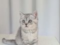 kedimiz lokumun 4 adet british shorthair yavrusu