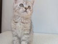 kedimiz lokumun 4 adet british shorthair yavrusu