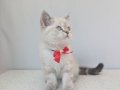 kedimiz lokumun 4 adet british shorthair yavrusu