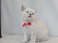 kedimiz lokumun 4 adet british shorthair yavrusu