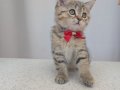 kedimiz lokumun 4 adet british shorthair yavrusu