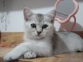 2 aylık  british dişi yavru kedi sahiplendirme