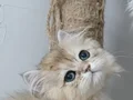 İpeksi Tüylü British Longhair YavrusuÇok Temiz Ev Ortamıha