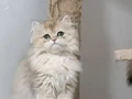 İpeksi Tüylü British Longhair YavrusuÇok Temiz Ev Ortamıha