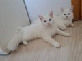Orjinal Van kedisi istanbul 