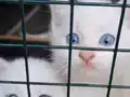 Orjinal Van Kedisi Yavruları