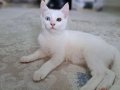 Orjinal Van Kedisi Yavruları